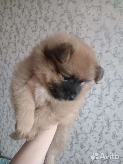 Щенки малого немецкого шпица