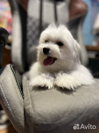 Щенки мальтезе