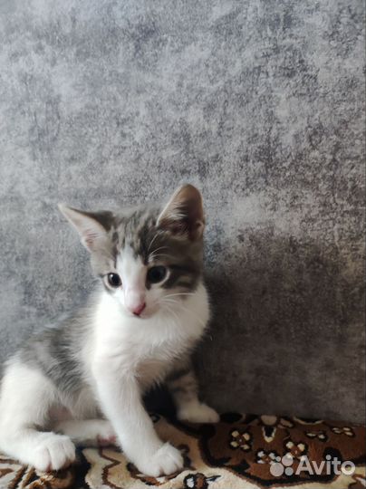 Отдам добрым и заботливым людям