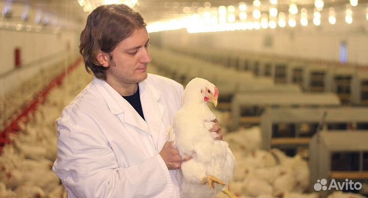 Птицевод на птицеферму/ Вахта в Липецкую обл
