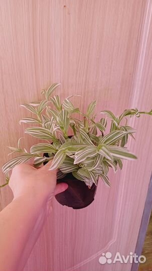 Комнатные домашние растения