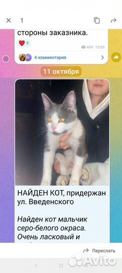 Котята в добрые руки бесплатно