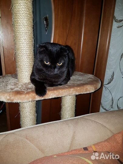 Шотландский вислоухий кот для вязки