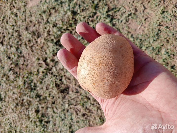 Картофель оптом