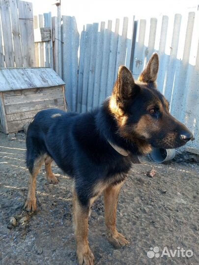 Щенки немецкой овчарки