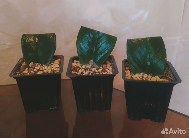 Замиокулькас