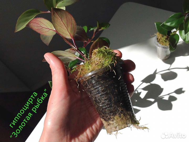 Гипоцирта/ нематантус комнатные растения