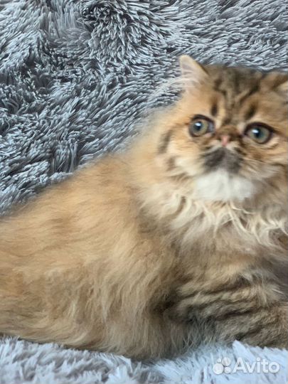 Персидские котята