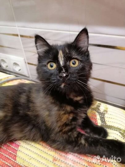 Кошечка 4 месяца