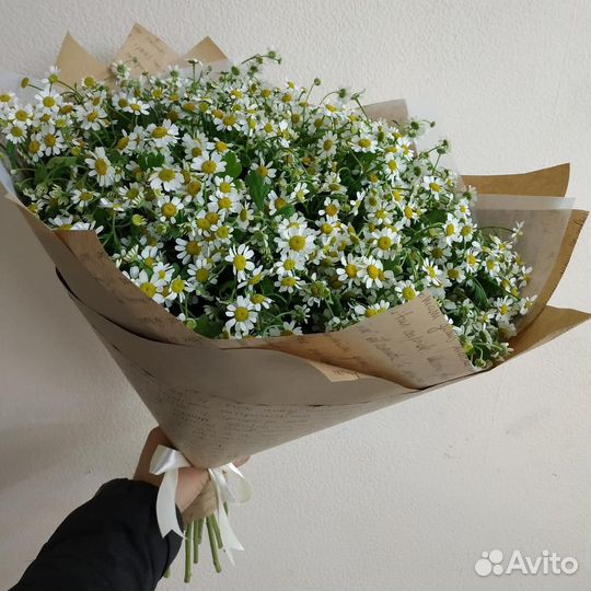 Цветы ромашки. Букеты ромашек. Ромашки. Цветы