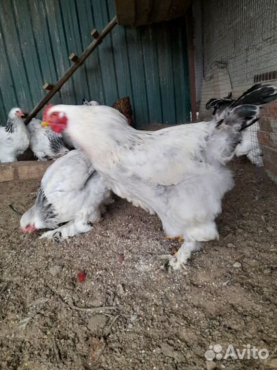 Инкубационное яйцо кур брама