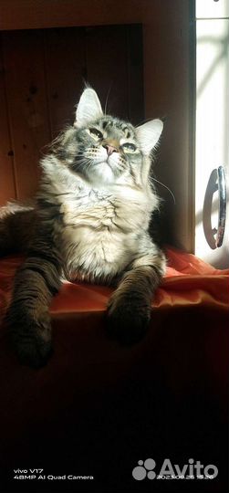 Котята Мейн-Кун Питомник