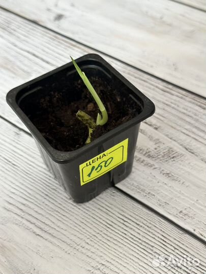 Монстера, сингониумы