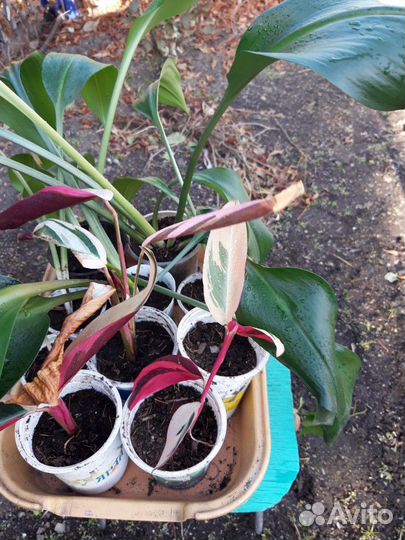 Домашние цветы