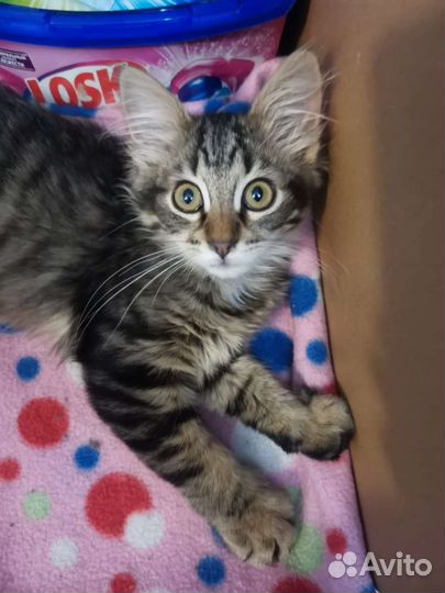 Пушистое счастье в добрые руки