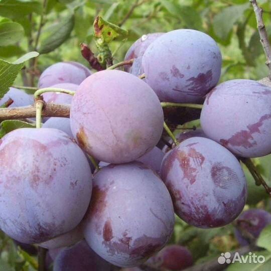 Саженцы сливы Ренклод Советский (синий)