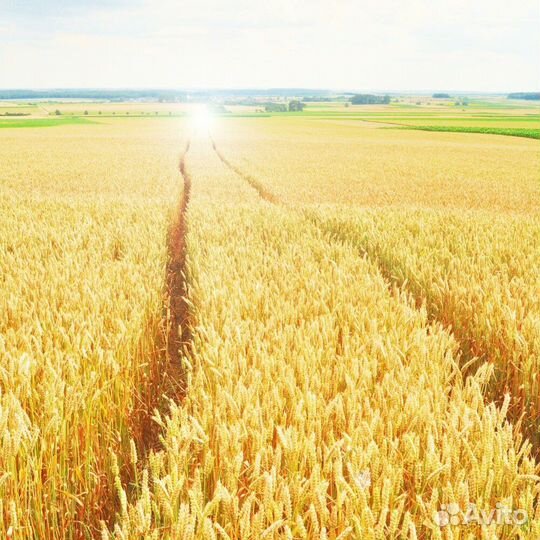 Зерно,пшеница
