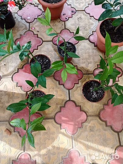 Лимонные деревья