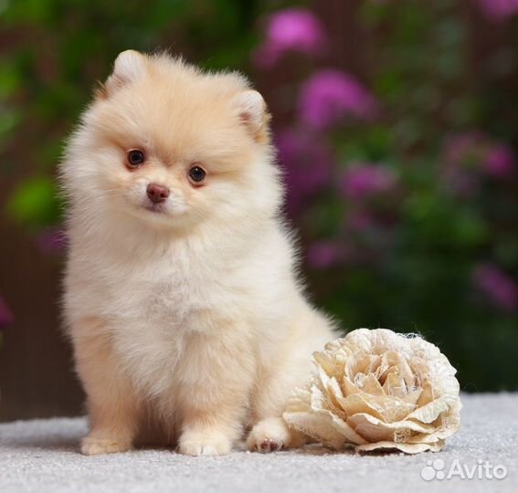 Щенок прмеранского шпица девочка