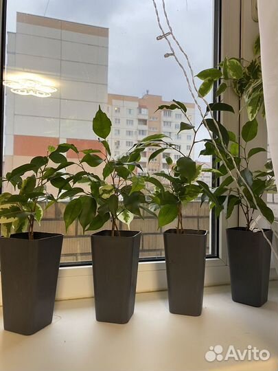 Фикус бенджамина