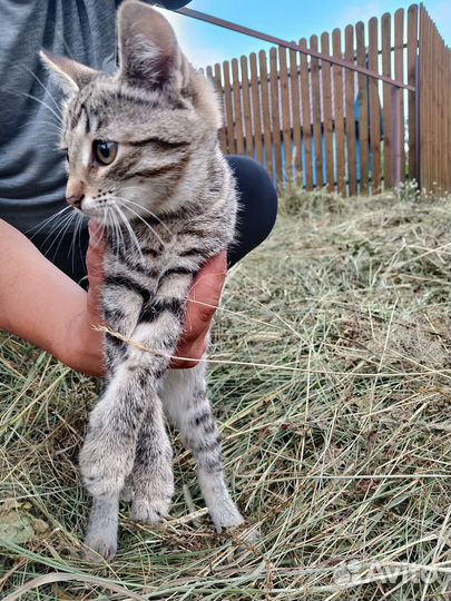Котёнок