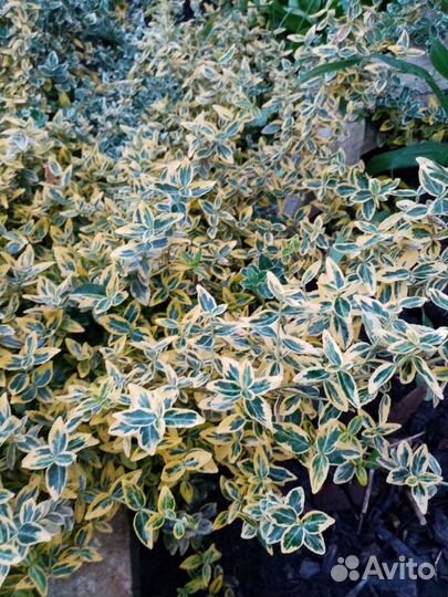 Можжевельник