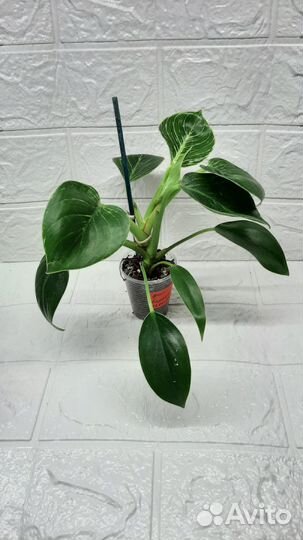 Филодендрон