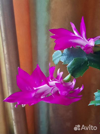 Комнатные растения цветы Декабрист/Шлюмбергера