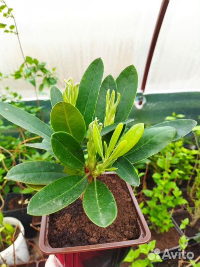 Рододендрон