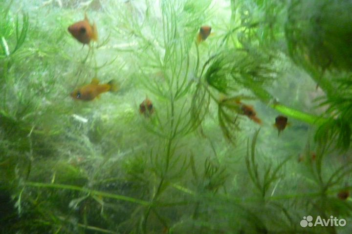 Меченосцы рыбки,грунт,ряска,грот,ампулярии