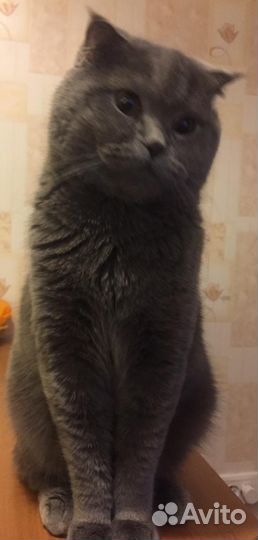 Вязка, Британский кот