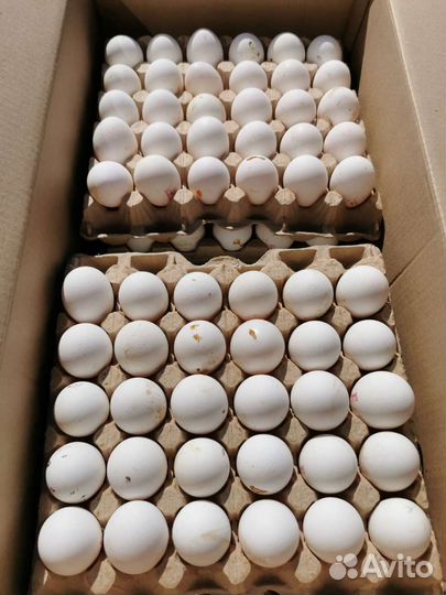 Яйцо загрязненка