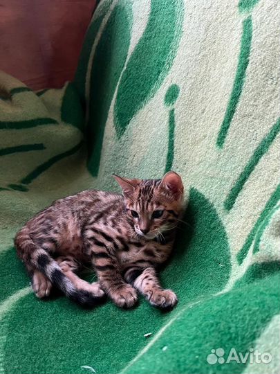 Бенгальский котенок