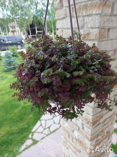 Каллизия в кашпо с фото