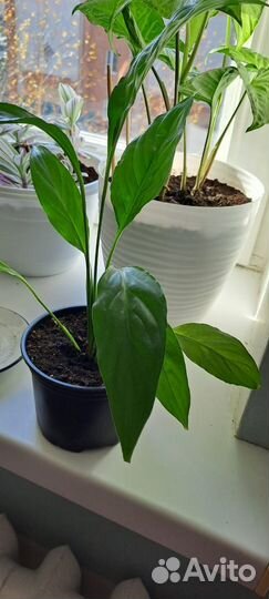 Алоэ Хавортия, фиалка, Спатифиллиум, Традисканция