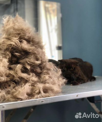 Экспресс-линька кошек и собак,стрижка.Груминг