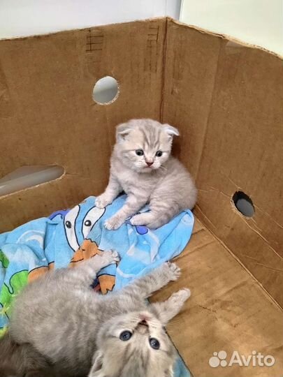 Скоттиш фолд