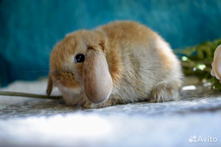 Декоративные кролики. Минилопы