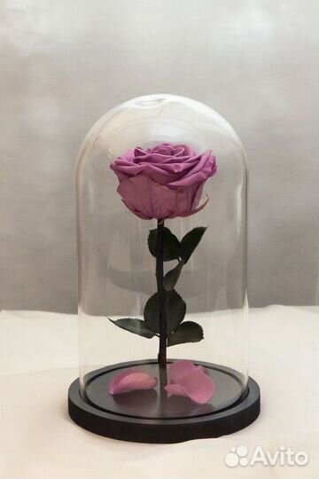 Роза в стеклянной колбе. Rose Amore