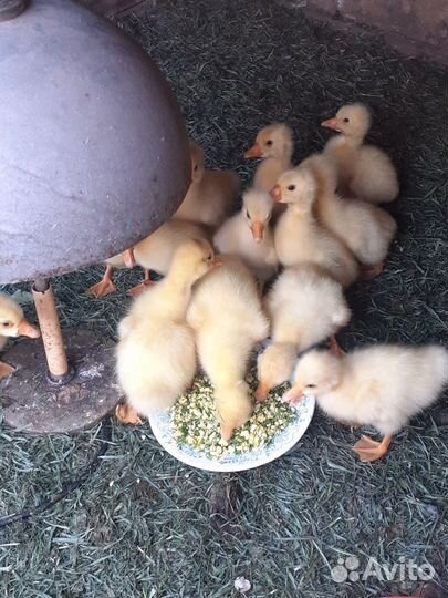 Гусята Линда