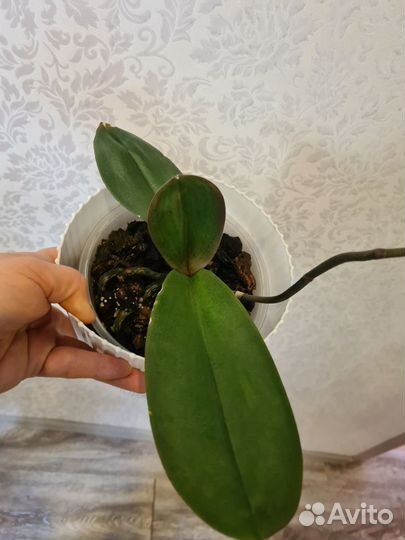 Орхидея фаленопсис Miki galaxy 69