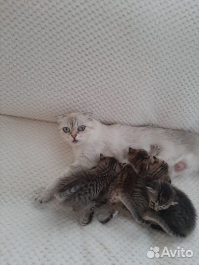 Котятки в добрые руки