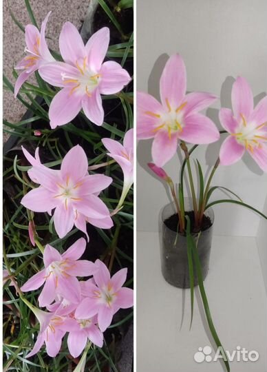 Комнатные растения