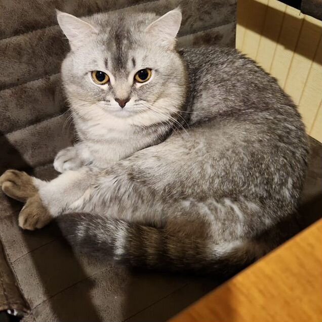 Британский короткошёрстный, взрослый кот