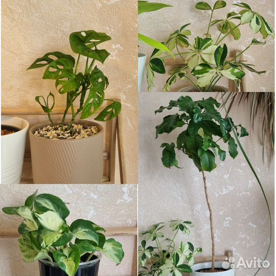 Комнатные цветы в ассортименте