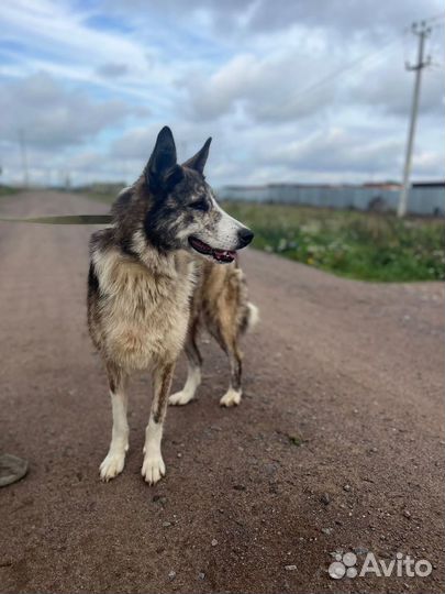 Собака в добрые руки