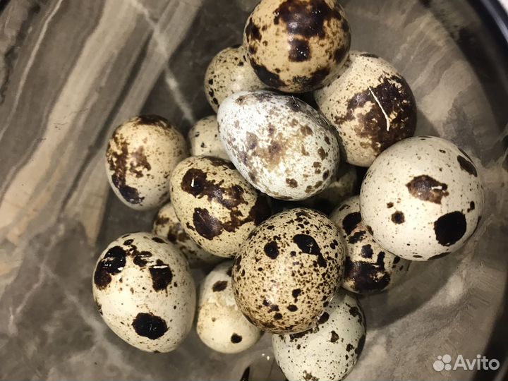 Яйцо инкубационное 