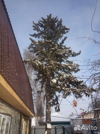 Ель на новый год