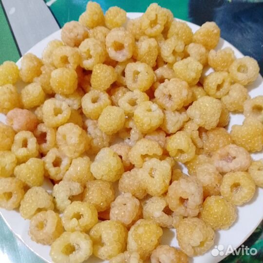 Саженцы жёлтой малины