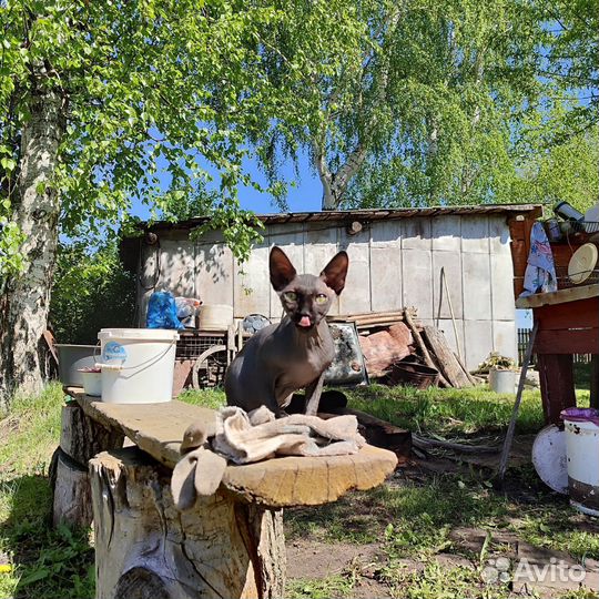 Сфинкс кот 6 месяцев